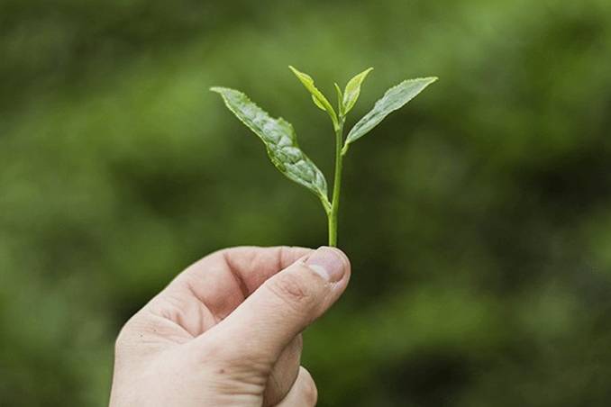 2,5 Yaprak Çay Nedir?